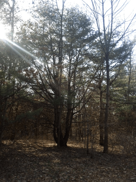 treesun