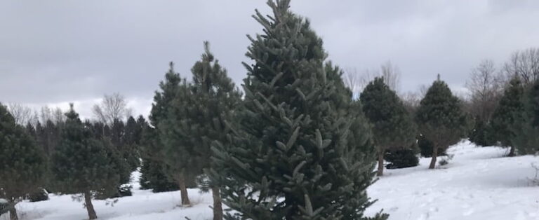 Happy New Year 2020!